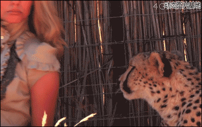 猎豹美女图片:搞笑,美女,动物
