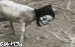 小山羊头饰图片:搞笑,动物,逗比