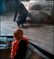 动物园大猩猩救小孩图片
