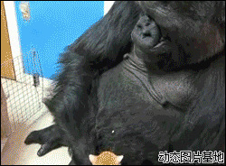 搞笑大猩猩图片:搞笑,动物,逗比