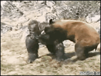 大猩猩vs狗熊图片
