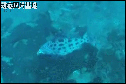 大鱼吃小鱼海底霸王图片