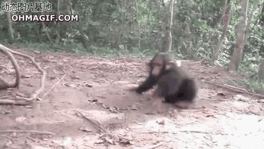 大猩猩动态图片:大猩猩,搞笑