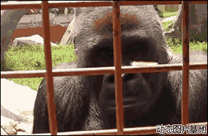 非洲倭黑猩猩图片