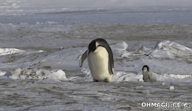 南极企鹅种类图片