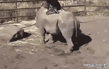 牛人牛事搞笑视频图片