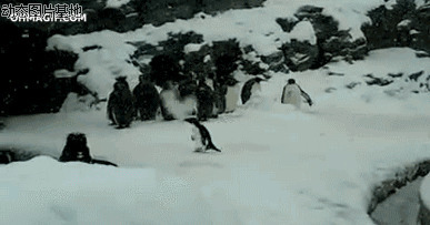 南极企鹅图片大全图片