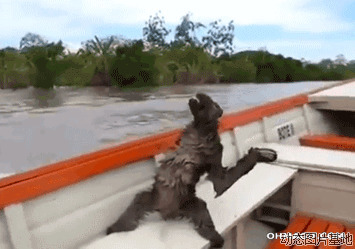 狗狗可以坐船吗图片