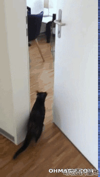 阿了个喵图片:猫猫,开门
