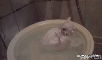 如何饲养波斯猫图片:猫猫,洗澡
