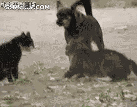 可爱猫猫萌宠图片:猫猫,打架
