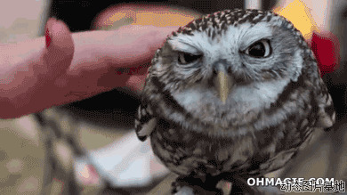 猫头鹰搞笑视频图片:猫头鹰,搞笑