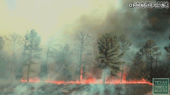森林失火图片