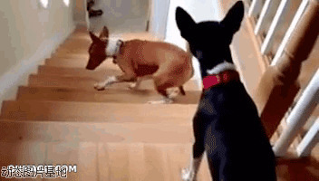 狗狗走楼梯图片:狗狗,下楼梯,搞笑