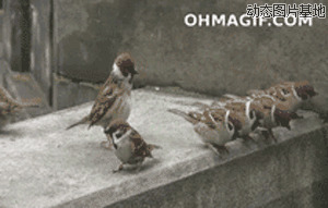 一群小鸟多快乐图片:搞笑,小鸟