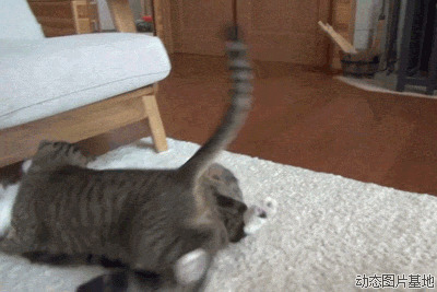 东京猫猫动态图片:猫猫,打架恶搞