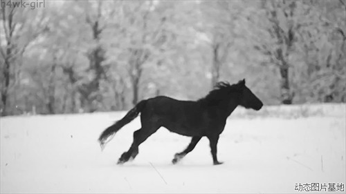 骏马奔驰图片:马,唯美,动物,黑白,梦幻,风景,    