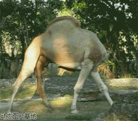 动态骆驼图片