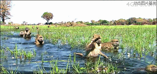 大班语言猴子过河图片:猴子,过河