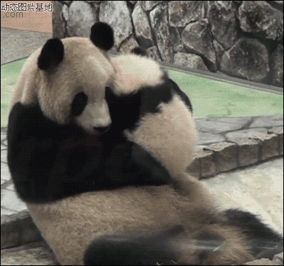 大熊猫动态图片:熊猫,亲密