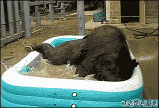 大象洗澡图片
