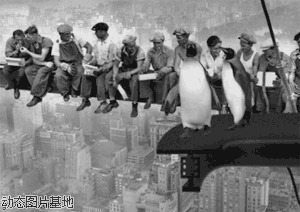 qq企鹅搞笑表情图片:企鹅,搞笑,,动物,黑白,基地合成风,逗比,失误,     