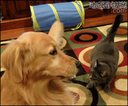 猫猫狗狗搞笑视频图片