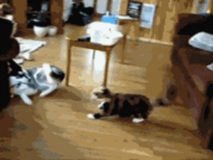 猫猫和狗狗视频图片:搞笑,狗狗,猫猫,打架
