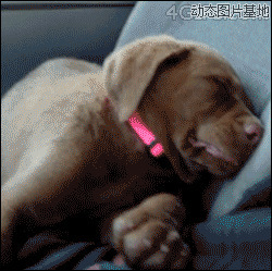 狗狗瞌睡动态搞笑图片