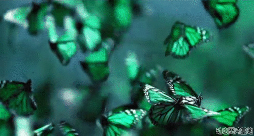 绿蝴蝶图片
