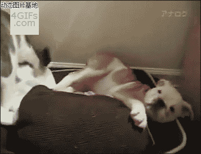 猫狗大战图片:搞笑,动物,打架