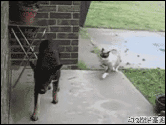 搞笑猫猫狗狗图片:搞笑,动物,打架
