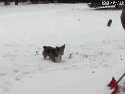 小狗玩雪图片