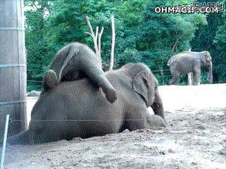 蜡笔小新大象舞动态图片:大象,恶搞