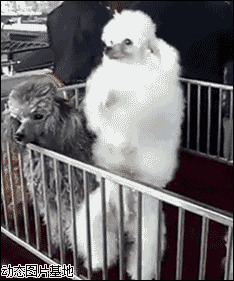 狗狗跳舞动态图片:搞笑,狗狗,跳舞