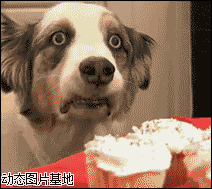 狗狗动态表情图片:搞笑,狗狗,表情