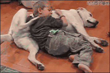 狗狗睡觉发抖图片:搞笑,狗狗,睡觉