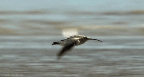 海鸥动态图片