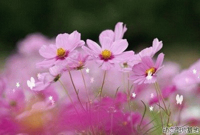 唯美菊花动态图片