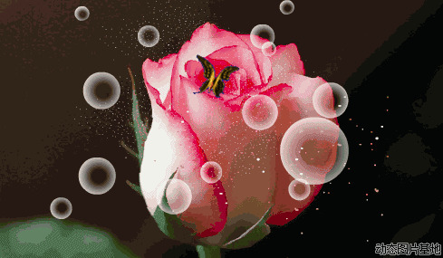 玫瑰蝴蝶动态图片