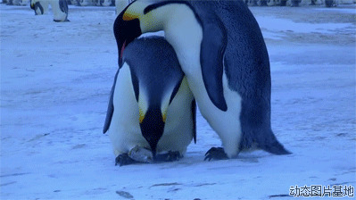 可爱企鹅图片