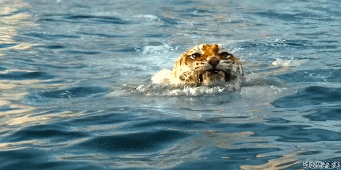 老虎游泳图片