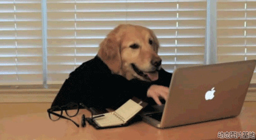 狗玩电脑图片: