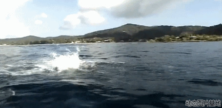海豚跳跃图片: