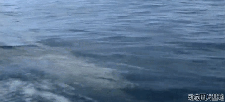 海豚游水图片片