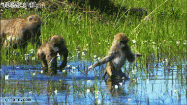 猴子过河图片:
