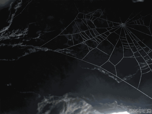 动态蜘蛛网图片