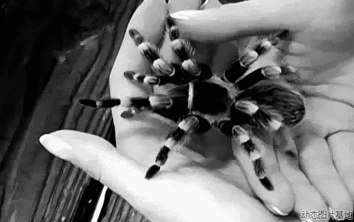 黑白相间的蜘蛛图片:
