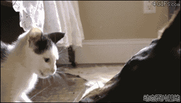 猫和狗打架图片