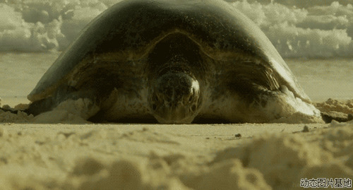大海龟图片: